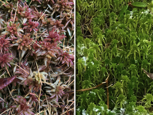 collage with two species of sphagnum moss