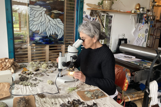 Chantal Harvey looks at lichens under the microscope. The table in front of her is covered with lichen samples.