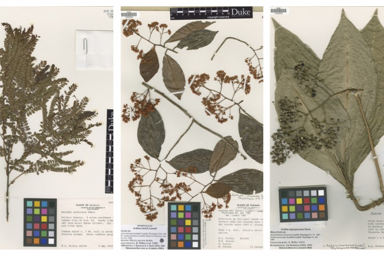 Collage of three herbarium specimens collected and prepared by Dr. Robert Wilbur, each with a dried and pressed plant, a color stand plate, a scale, and a label indicating the species name, collection locality, date, and collector name
