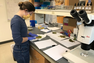 student in lab performing research