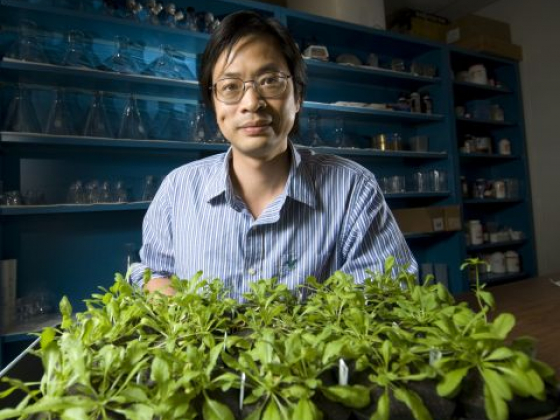 Climate Change is Making Plants More Vulnerable to Disease. New Research Could Help Them Fight Back
