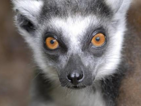 A new treatment is helping lemurs resolve gut ailments. It's gross.