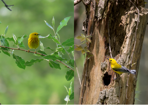 Many Paths to an Angry Bird: Uncovering the Roots of Aggressiveness in Female Cavity-Nesting Birds 