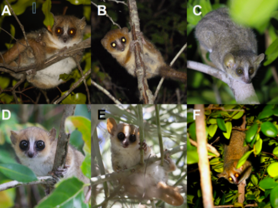 Collage showing six mouse lemurs, all looking alike but belonging to different cryptic species 