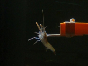 snapping shrimp attached to a toothpick
