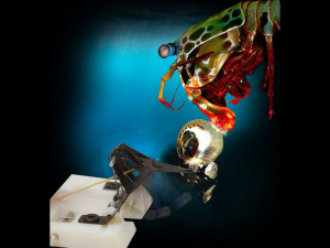 Montage of a mantis shrimp touching a robot