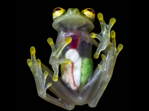 Glass frog photographed from below, with its internal organs showing through its transparent skin