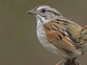 swamp sparrow on a branch