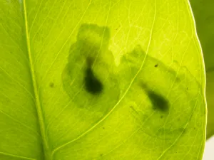 Underside of a leaf with the barely visible silhouette of two sleeping glass frogs viewed from below