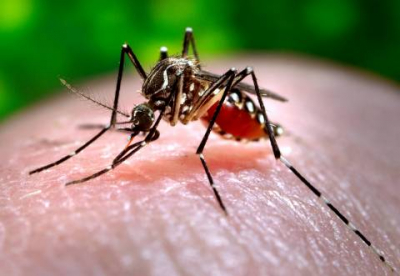 How One of the Oldest Natural Insecticides Keeps Mosquitoes Away