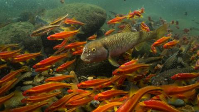Mountaintop Mining Causes 40 Percent Loss of Aquatic Biodiversity 