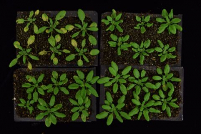 Plants Reprogram Their Cells to Fight Invaders. Here’s How.