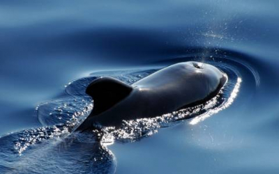 How Whale Noses Moved to the Top of Their Head