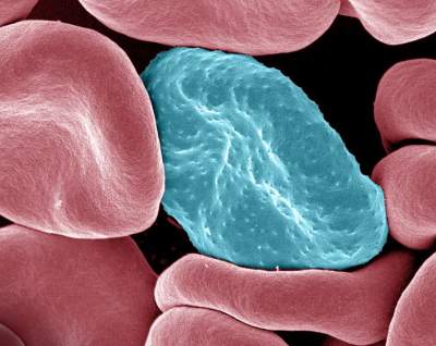Biological Clocks of People and Malaria Parasites Tick in Tune 