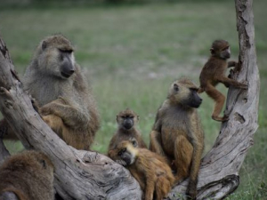 How Baboons Keep Healthy Family Boundaries