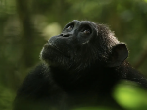 Duke Biologist Weighs in on New Study That Shows Chimpanzees Go Through Menopause