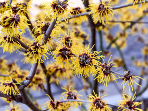 Members of the Witch Hazel Family Can Fling Seeds Fast Thanks to Spring-Loaded Fruits
