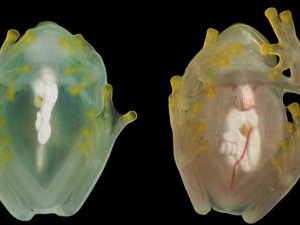 Glassfrogs Hide Red Blood Cells in Their Liver to Become Transparent