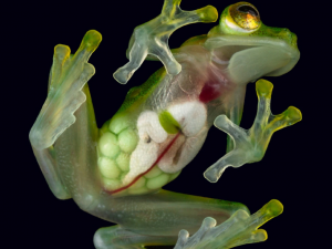 These See-Through Frogs Are Full of Surprises