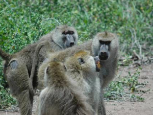 A Male Baboon’s Dominance Gives Him Babies, but Costs Him Years