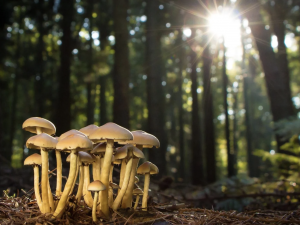 New Duke Study Declares “The Future Is Fungal” – A New Era for Boreal Biodiversity