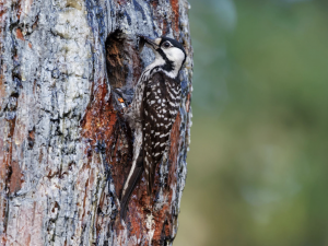 Duke Biology's Natalie Kerr Finds Close Genetic Bonds Are Only Part of the Story for Cooperative Woodpeckers