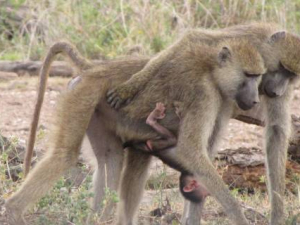 Baboon Matriarchs Enjoy Less Stress 