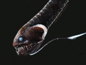 Ultra-Black Skin Allows Some Fish to Lurk Unseen