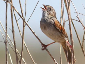 Songbirds, Like People, Sing Better After Warming Up