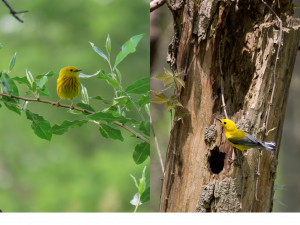 Many Paths to an Angry Bird: Uncovering the Roots of Aggressiveness in Female Cavity-Nesting Birds 