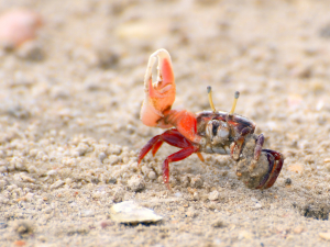 These Crustaceans Take Cheap Shots at Rivals by Growing Enormous Claws