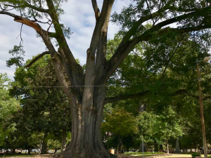 Will Climate Change Threaten Raleigh’s Mighty Oaks? A Duke Professor Has Clues 
