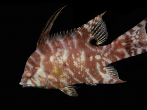 Duke Biologist Researches How Hogfish ‘See’ With Their Skin, Even When They’re Dead