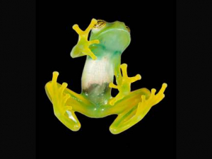 Green is More Than Skin-Deep for Hundreds of Frog Species